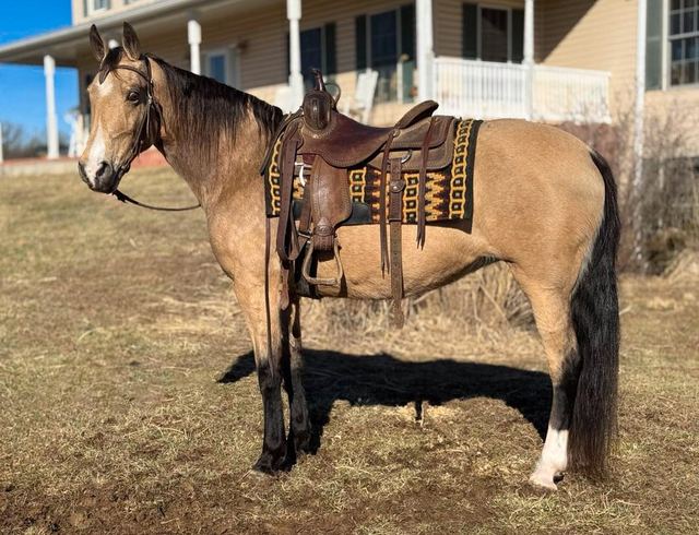 Callie - Buckskin Missouri Fox Trotter Mare