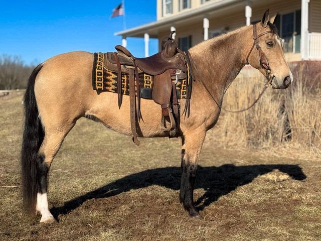 Callie - Buckskin Missouri Fox Trotter Mare
