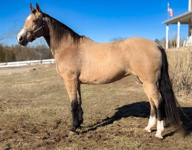 Callie - Buckskin Missouri Fox Trotter Mare