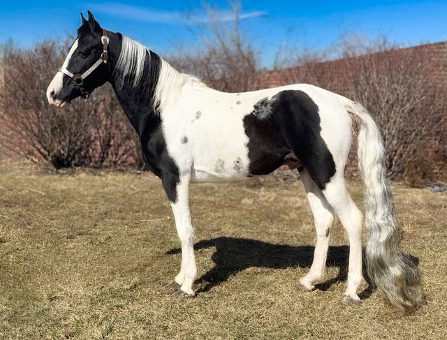 Clayton - Spotted Saddle Horse Gelding
