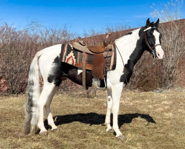 Clayton - Spotted Saddle Horse Gelding