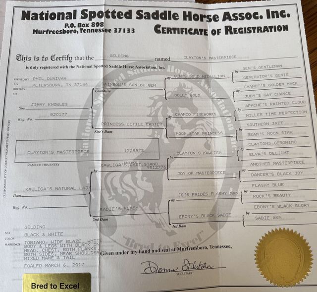 Clayton - Spotted Saddle Horse Gelding