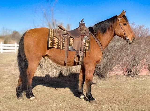 Trail Horse & Ranch Horse Deluxe!!!