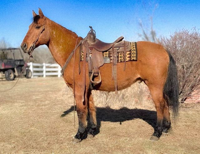 Trail Horse & Ranch Horse Deluxe!!!