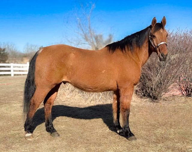 Trail Horse & Ranch Horse Deluxe!!!