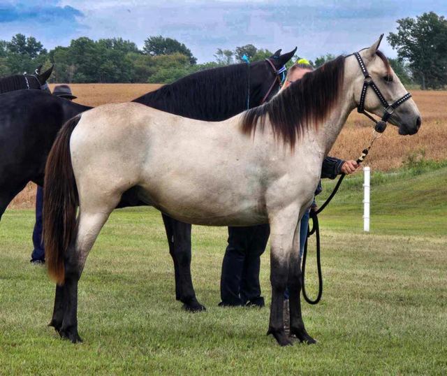 Elton - Missouri Fox Trotter