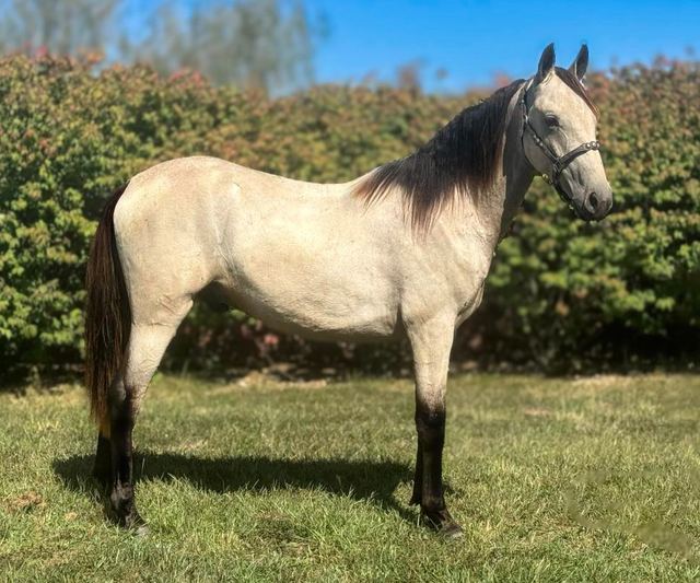 Elton - Missouri Fox Trotter