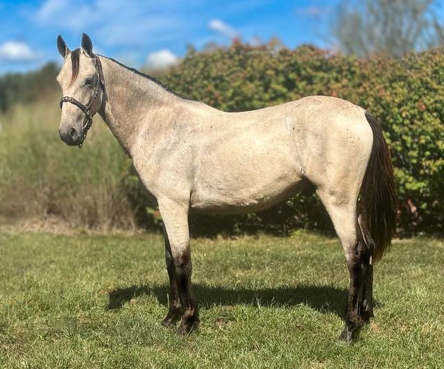 Elton - Missouri Fox Trotter