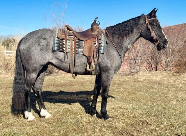Jewel- Blue Roan Mare