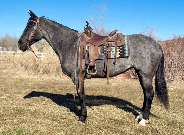 Jewel- Blue Roan Mare