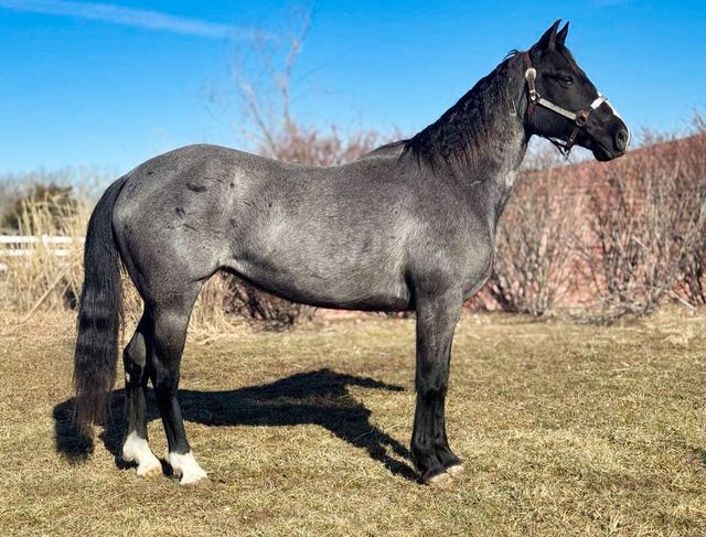 Jewel- Blue Roan Mare