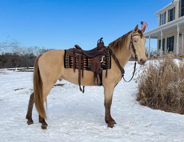Leopold- Missouri Fox Trotter Gelding