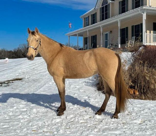 Leopold- Missouri Fox Trotter Gelding