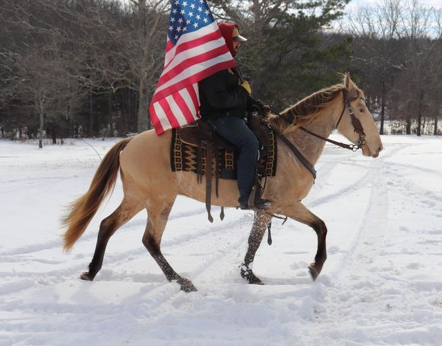 Leopold- Missouri Fox Trotter Gelding