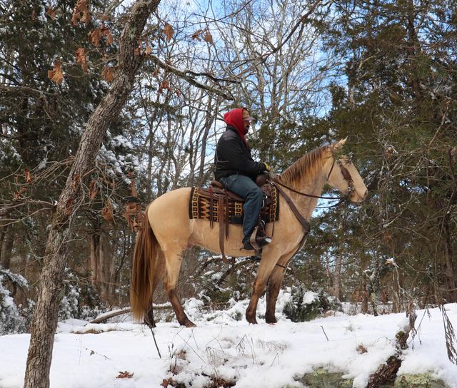Leopold- Missouri Fox Trotter Gelding