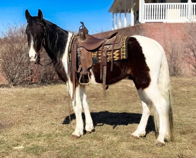 Sweet Liberty- Spotted MO Fox Trotter Gelding