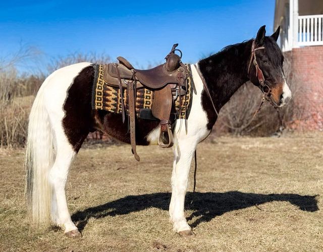Sweet Liberty- Spotted MO Fox Trotter Gelding