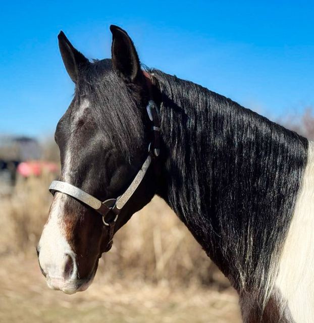 Sweet Liberty- Spotted MO Fox Trotter Gelding