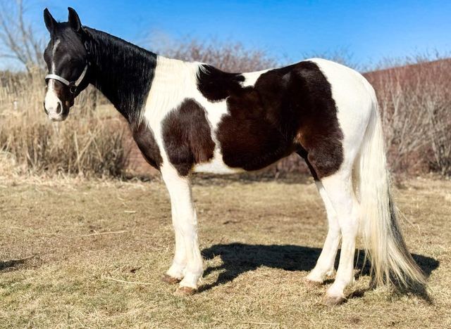 Sweet Liberty- Spotted MO Fox Trotter Gelding