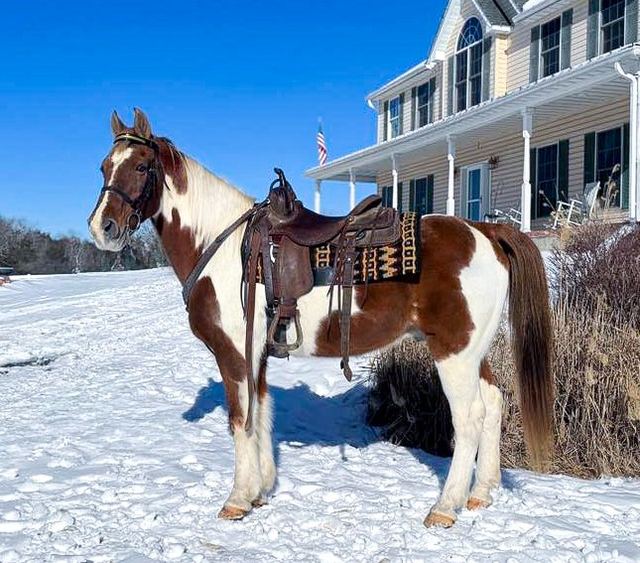 Vegas- Spotted Saddle Horse