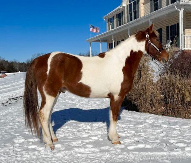 Vegas- Spotted Saddle Horse