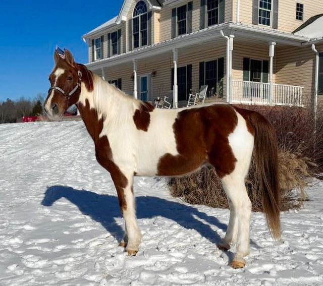 Vegas- Spotted Saddle Horse