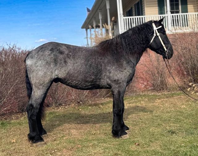Zeus - Percheron