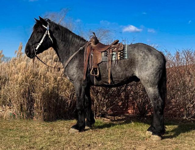 Zeus - Percheron