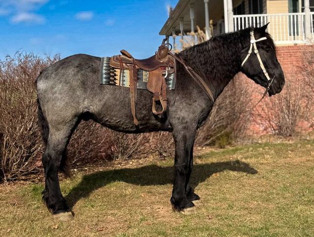Zeus - Percheron