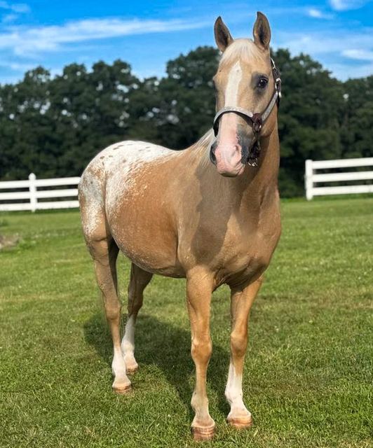 Jingles - Palomino Appaloosa