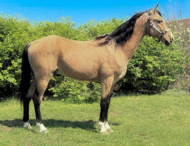 Ice Man - Buckskin Tennessee Walker Gelding
