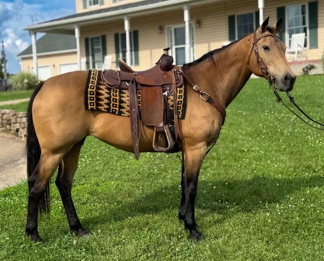 Missy - Quarter Horse