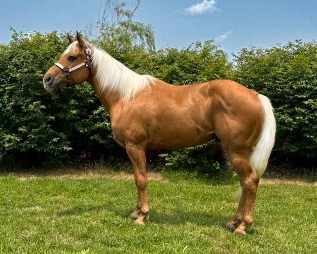 Sunny - Palomino Missouri Fox Trotter Gelding