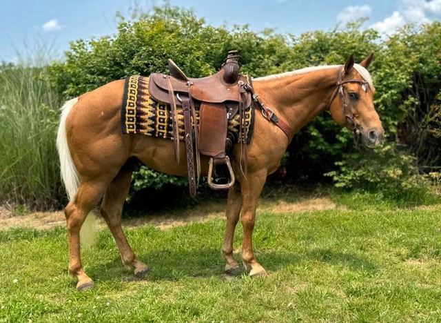 Sunny - Palomino Missouri Fox Trotter Gelding