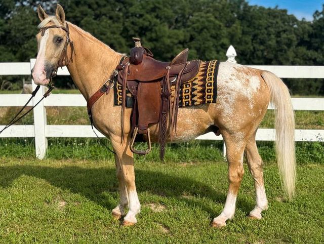 Jingles - Palomino Appaloosa