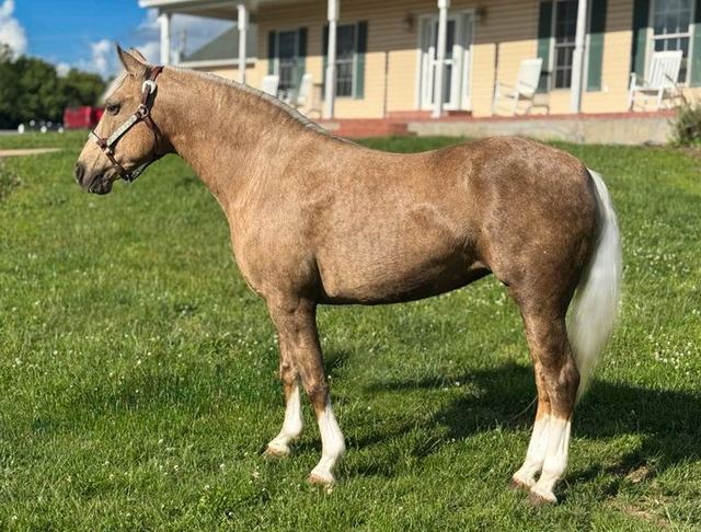 Farrah - Chocolate Palomino Missouri Fox Trotter Mare