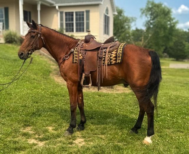 Charter - Bay Missouri Fox Trotter Gelding