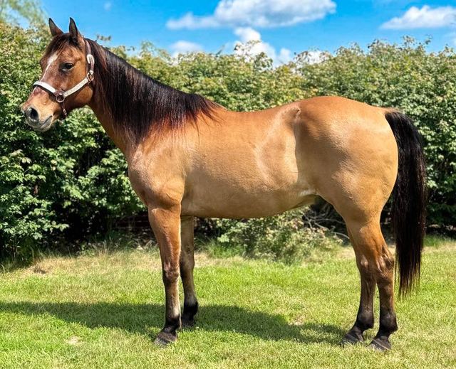 Graham - Dun/Buckskin Quarter Gelding