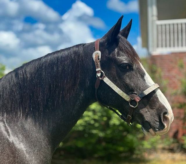 Smokey - Blue Roan Missouri Fox Trotter Gelding