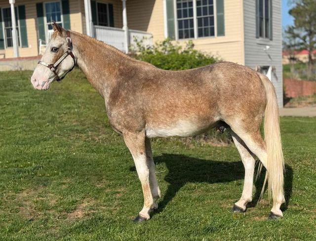 Frosty - Red Roan Missouri Fox Trotter Gelding