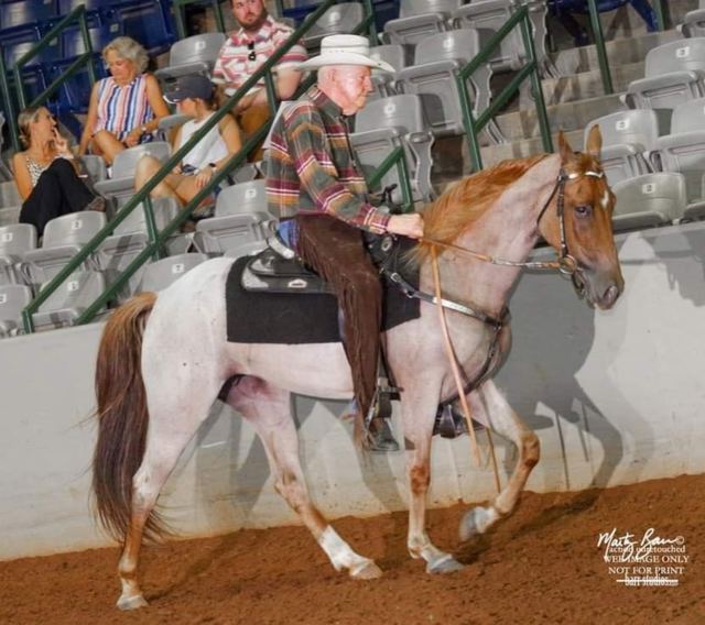 Rose - Red Roan Tennessee Walker Mare