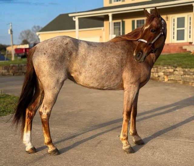 Rose - Red Roan Tennessee Walker Mare