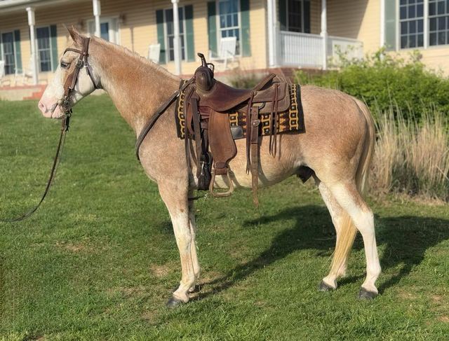 Frosty - Red Roan Missouri Fox Trotter Gelding