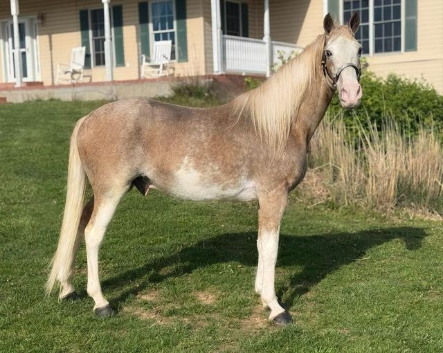 Frosty - Red Roan Missouri Fox Trotter Gelding