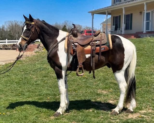 Tango - Spotted Missouri Fox Trotter Gelding