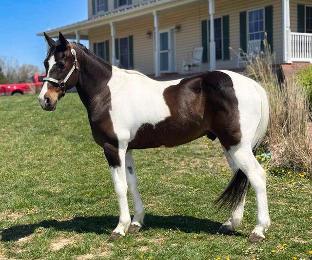 Tango - Spotted Missouri Fox Trotter Gelding
