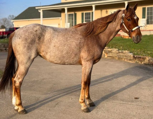 Rose - Red Roan Tennessee Walker Mare