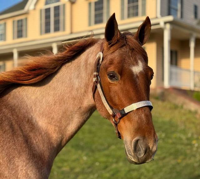 Rose - Red Roan Tennessee Walker Mare