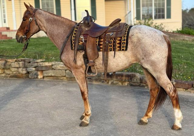 Rose - Red Roan Tennessee Walker Mare