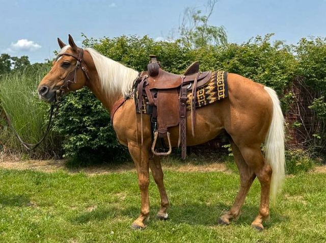 Sunny - Palomino Missouri Fox Trotter Gelding